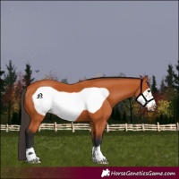 Horse Color:Bay Frame 