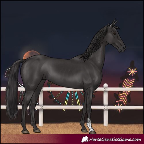Horse Color:Smoky Black  and Smoky Black 