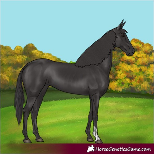 Horse Color:Smoky Black  and Smoky Black 