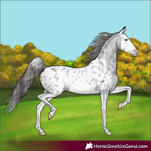 Horse Color:Blue Roan Splash Frame Appaloosa 