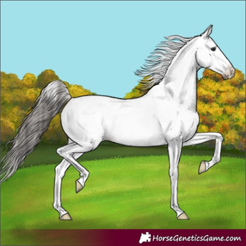 Horse Color:Unknown 