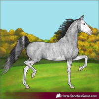 Horse Color:Blue Roan Splash 