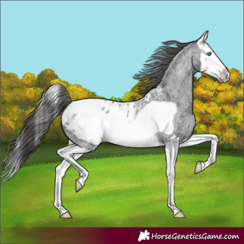 Horse Color:Unknown 