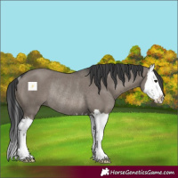 Horse Color:Grullo Splash Rabicano