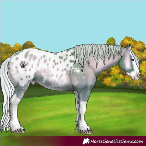 Horse Color:Watercolor Silver Blue Onyx Splash Appaloosa Rabicano 