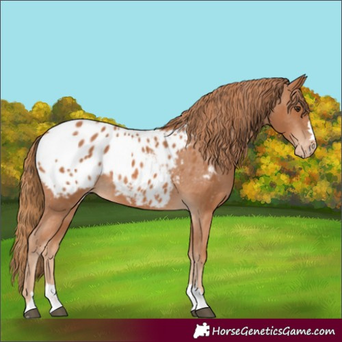 Horse Color:Chestnut Appaloosa 