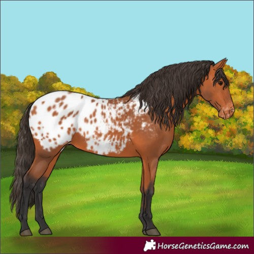 Horse Color:Bay Appaloosa 