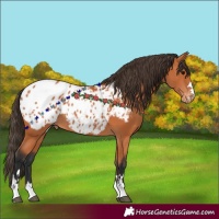 Horse Color:Bay Appaloosa