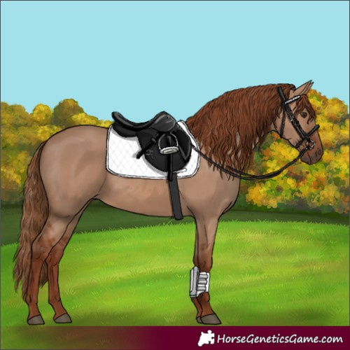 Horse Color:Red Dun