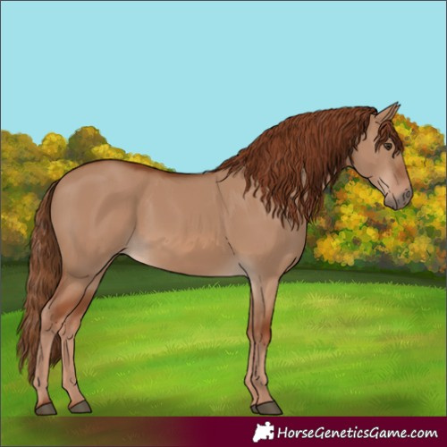 Horse Color:Red Dun
