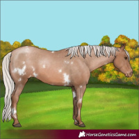 Horse Color:White Spotted Silver Black Pearl Appaloosa Rabicano