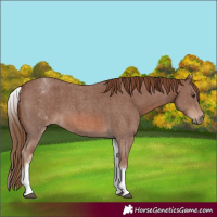 Horse Color:White Spotted Chestnut Sabino