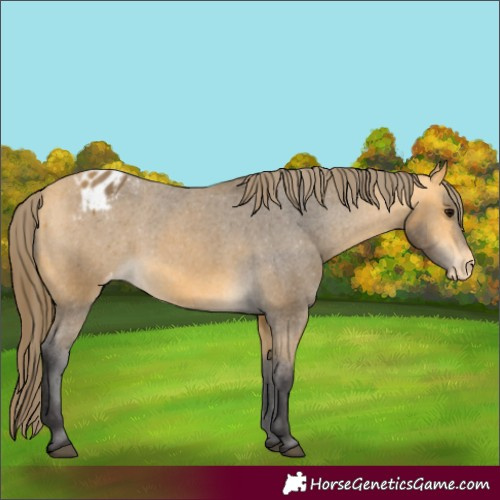 Horse Color:Buckskin Appaloosa 