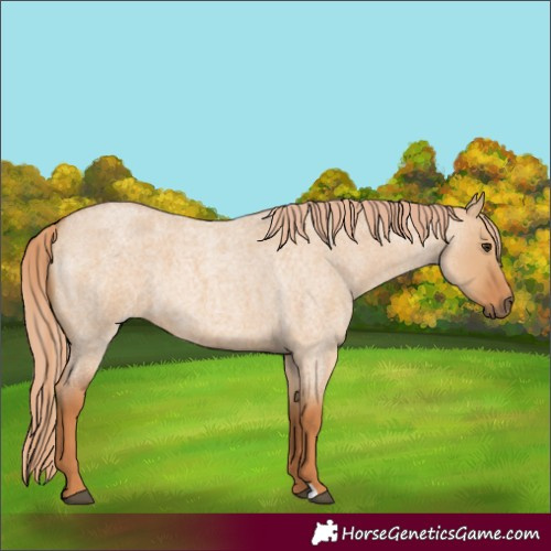 Horse Color:Red Dun Roan 