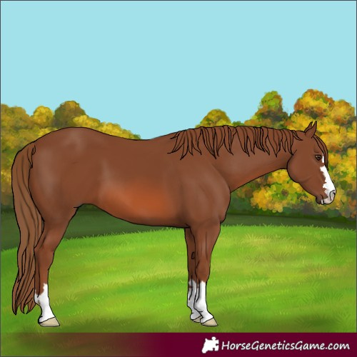 Horse Color:Chestnut 