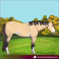 Horse Color:Buckskin 