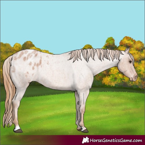 Horse Color:Red Roan Appaloosa 