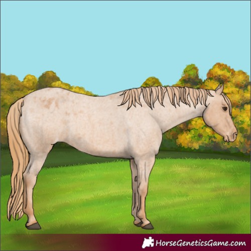 Horse Color:Red Roan Appaloosa 