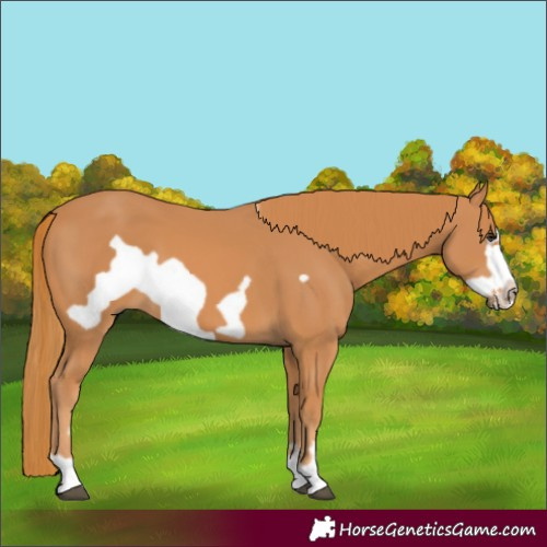 Horse Color:Chestnut Frame 