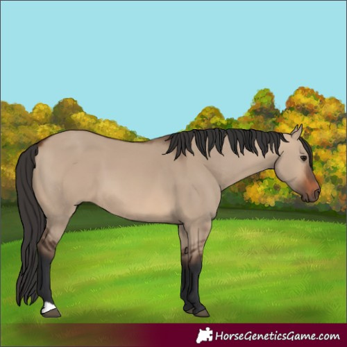 Horse Color:Brown Dun 