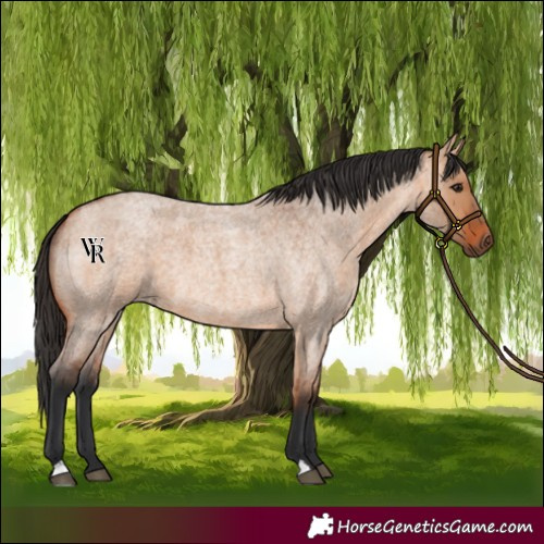 Horse Color:Bay Roan Dun 
