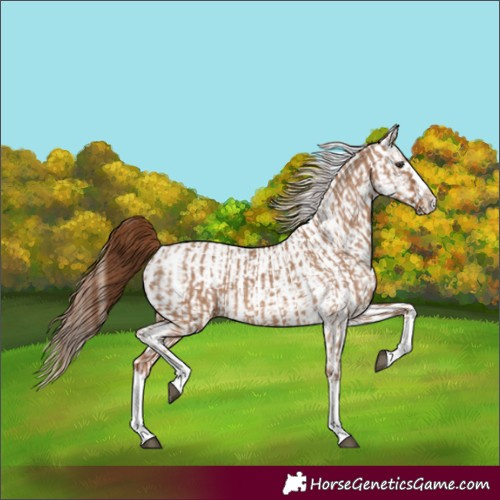 Horse Color:Red Dun Splash  and Red Dun Splash 