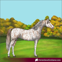 Horse Color:Red Dun Splash and Red Dun Splash