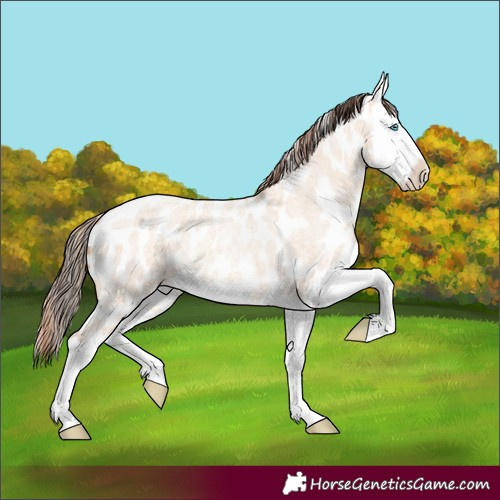 Horse Color:Amber Champagne Roan Dun Splash Appaloosa 