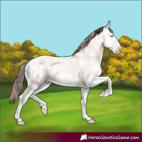 Horse Color:Amber Champagne Roan Dun Splash Near Leopard 