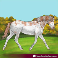 Horse Color:Watercolor Chestnut Sabino Splash Frame 