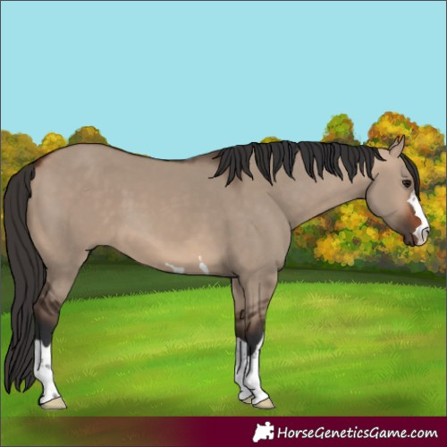 Horse Color:Bay Dun 