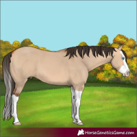 Horse Color:Bay Dun Splash 