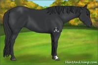 Horse Color:Black 