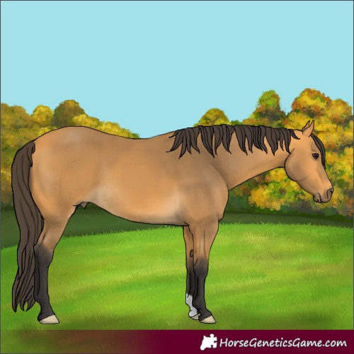 Horse Color:Buckskin 