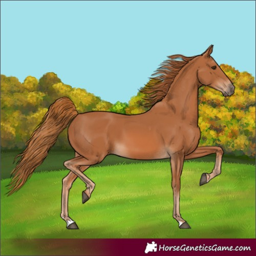 Horse Color:Chestnut Rabicano