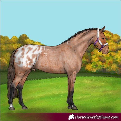Horse Color:Bay Roan Appaloosa