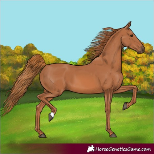 Horse Color:Chestnut 