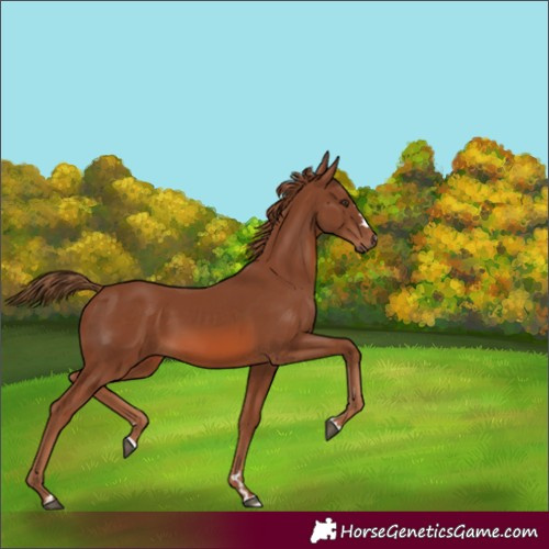 Horse Color:Chestnut 