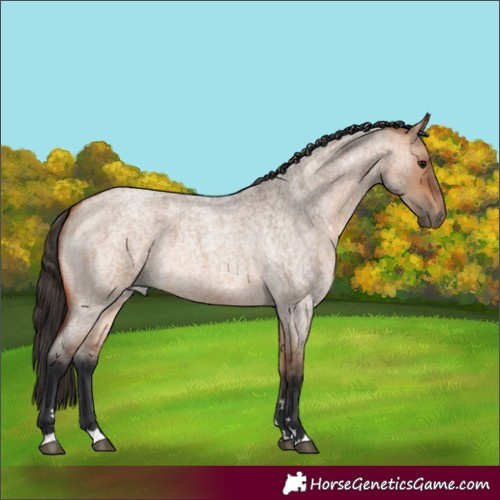 Horse Color:Bay Roan Dun 