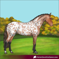 Horse Color:Bay Roan Appaloosa