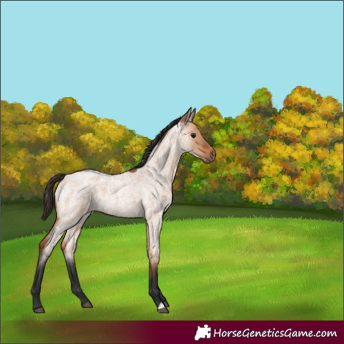 Horse Color:Bay Roan Dun 
