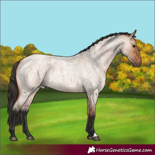 Horse Color:Bay Roan Dun 