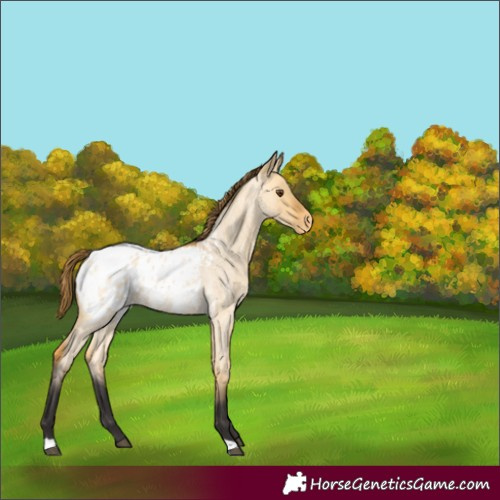 Horse Color:Buckskin Roan Dun Appaloosa