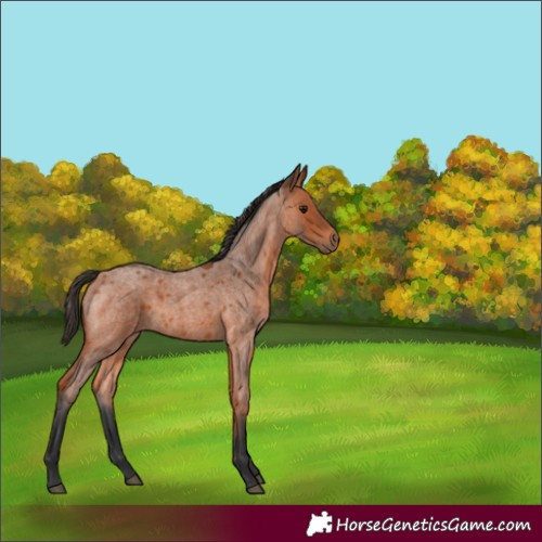 Horse Color:Bay Roan 