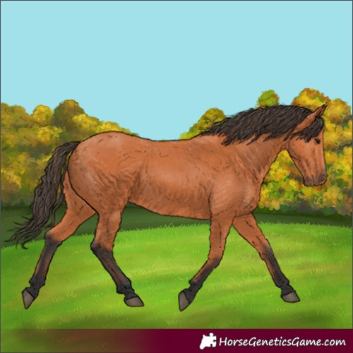 Horse Color:Bay 
