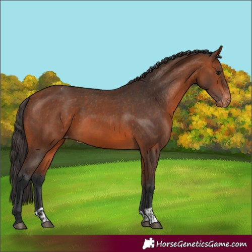 Horse Color:Bay Appaloosa and Bay Appaloosa