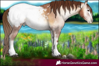 Horse Color:Gray Red Onyx Pearl Sabino Appaloosa Rabicano 