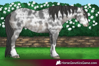 Horse Color:Black Ice 