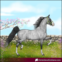 Horse Color:Blue Roan Splash 