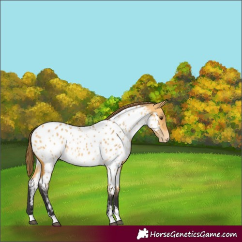 Horse Color:Buckskin Dun Appaloosa